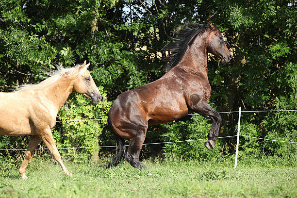 istock Two quarter horse stallions fighting with each other 458895971