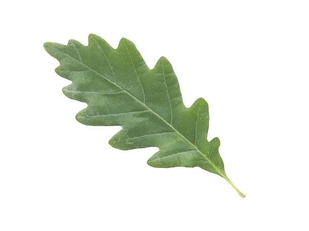 green leaf of sessile oak tree isolated stock photo