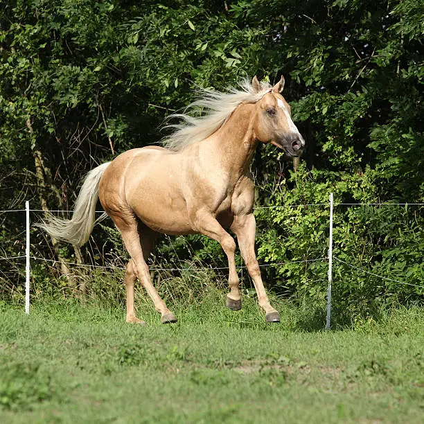 Nice palomino horse with long blond mane running on pasturage