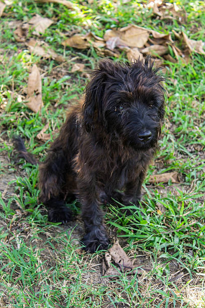 istock stray dog in The Lawn 458900195
