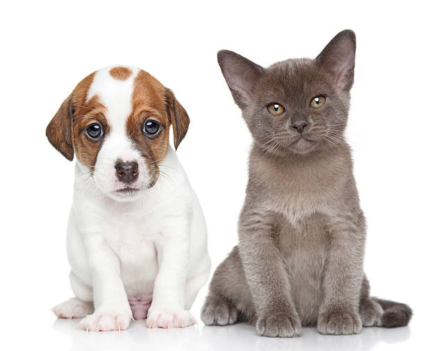 istock Puppy and kitten on white 458903527
