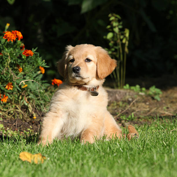 istock Hovawart sitting in front of some flowers 458904087