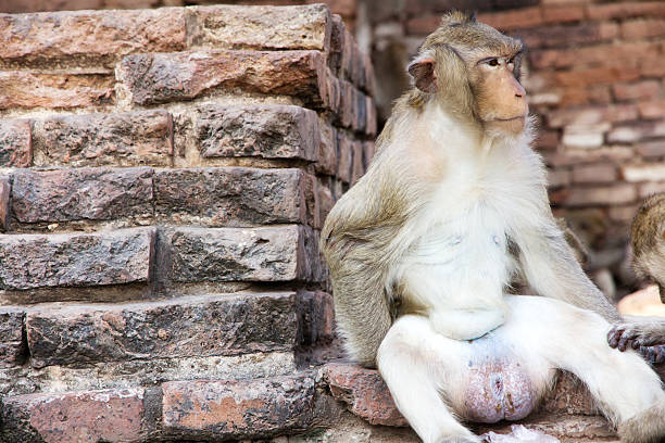 istock portrait of monkey,Long-tailed macaque 458905239