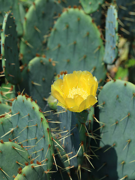 opuntia espécies - thorn spiked flower head blossom - fotografias e filmes do acervo