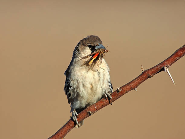 istock Sociable weaver eating a grashopper 458906911
