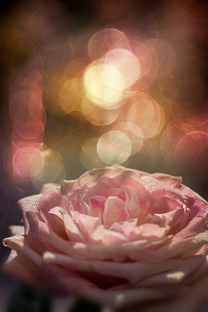 roses and colorful lights background stock photo