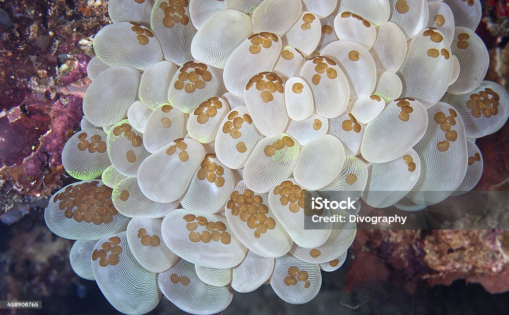 Acoel flatworms sur Corail bulle - Photo de Bulle libre de droits