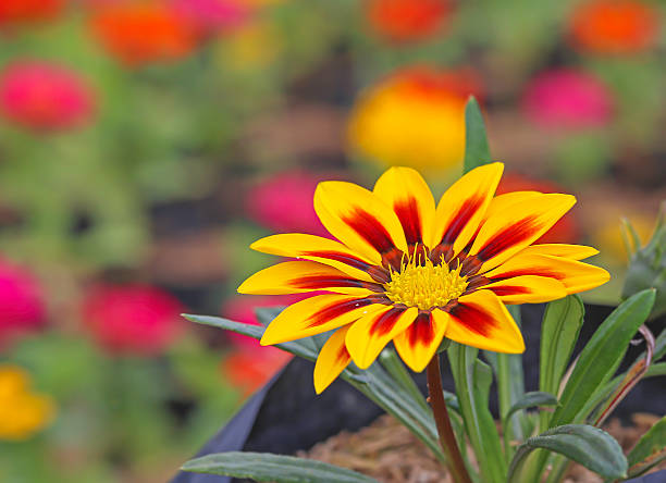 Close up Gazania flower,(Splendens genus asteraceae)