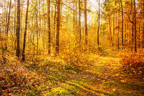 istock Colorful autumn trees in forest 458909647