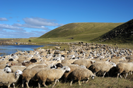 Sheep grazing on the Isle of Skye, Scotland.