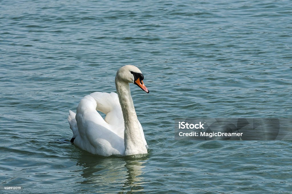 Cisne blanco común - Foto de stock de Agresión libre de derechos