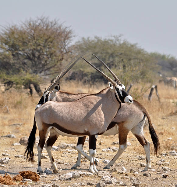 antílope gemsbok - gemsbok antelope mammal nature fotografías e imágenes de stock