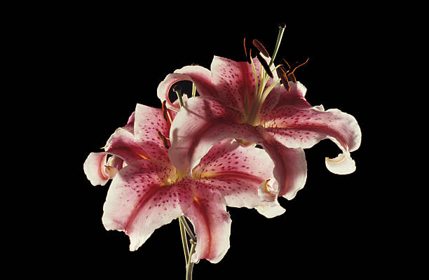 lis backlighted - lily pink stargazer lily flower photos et images de collection