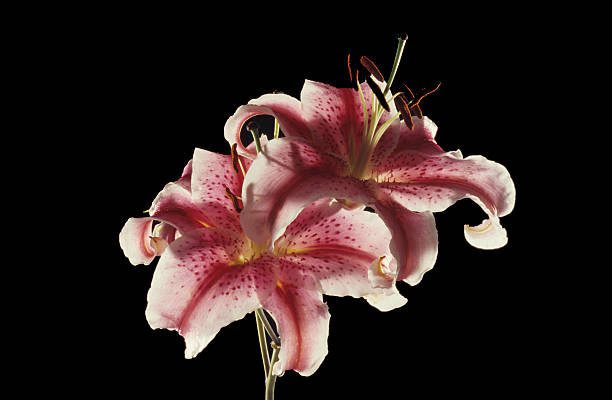 backlighted лилия - lily pink stargazer lily flower стоковые фото и изображения