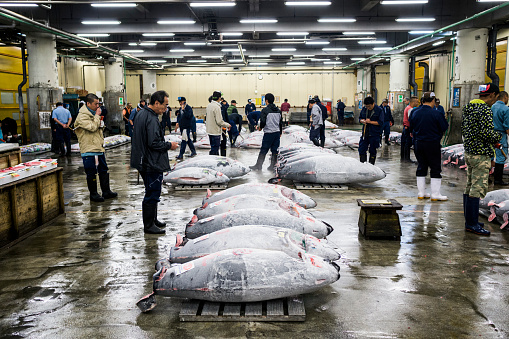 Tokyo, Japan - October 6, 2012: Buyers and sellers at the Tsukiji fish market tuna fish auction in Tokyo. With an annually estimated turnover of 5.5 billion dollars and more than 60.000 workers ,this is the biggest wholesale and seafood market in the world. The Tuna fish auctions that are held here are held here every morning except Sundays, some Wednesday and holidays. The auction houses prepare the frozen fish and bidders inspect those pieces they are interested in to figure out the maximum price they want to offer during the auction.