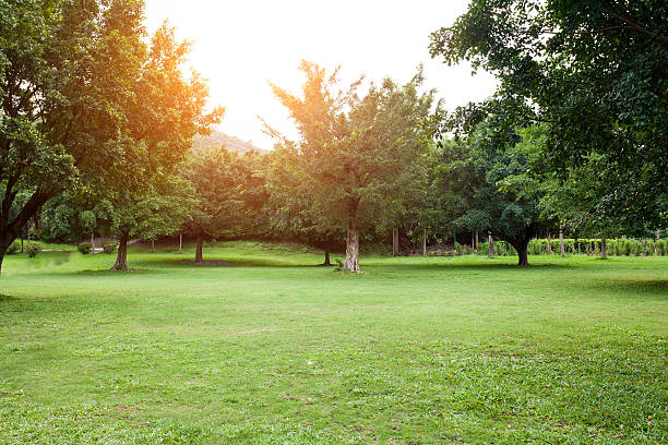 istock Beautiful meadow in the park 458923775