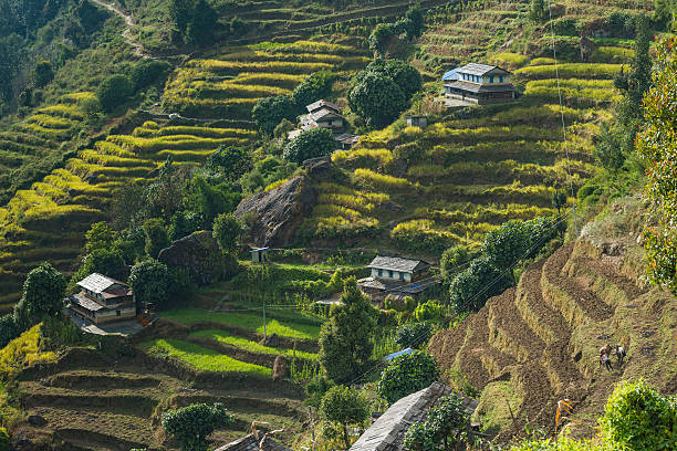 himalaya di annapurna in nepal di terrazze farm - farm florida cattle travel locations foto e immagini stock