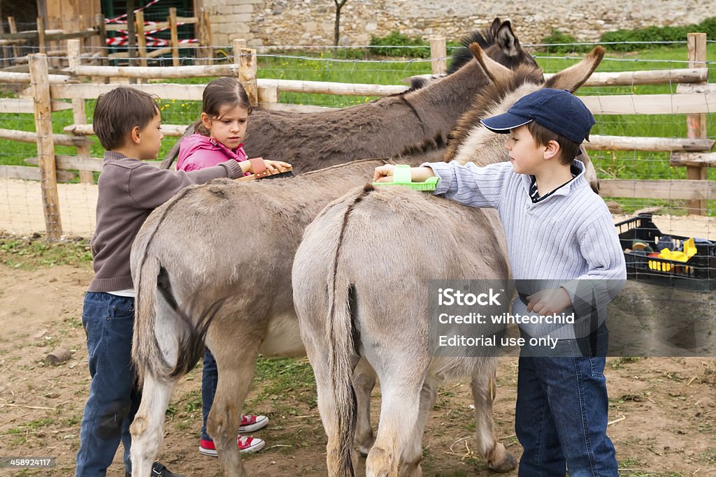 Bambini nella farm - Foto stock royalty-free di Accarezzare un animale