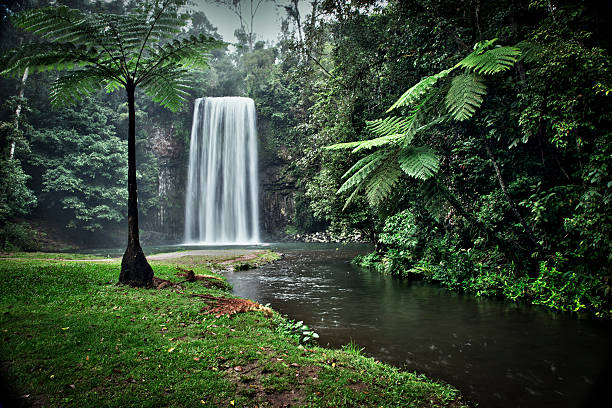 cachoeira millaa - tropical rainforest waterfall rainforest australia - fotografias e filmes do acervo