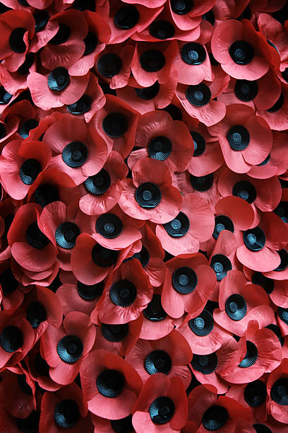 remembrance day: rosso poppies - cenotaph foto e immagini stock