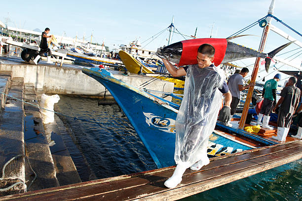 tonno di scarico - catch of fish fish tuna sea bream foto e immagini stock