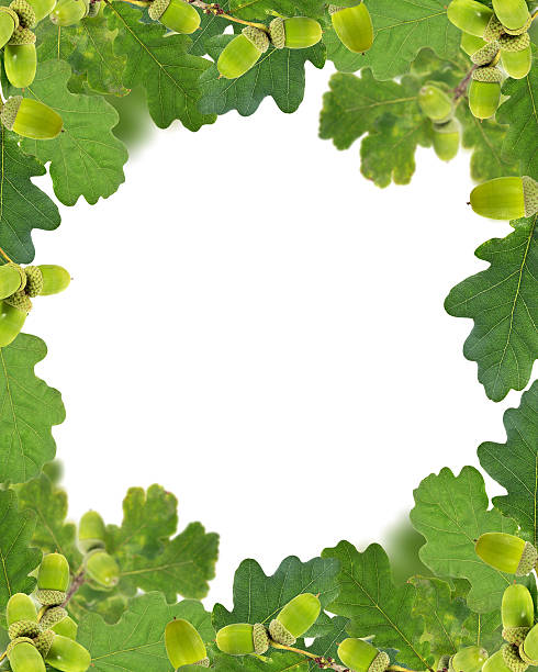 frame from green acorns and leaves isolated on white background