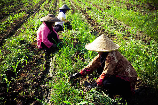 campo di riso lavoratori in java, indonesia - developing countries farmer rice paddy asia foto e immagini stock