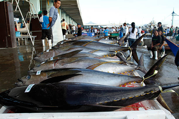 Fresh Tuna on a cart "General Santos City, Philippines - January 29, 2012 - Fresh yellow fin tuna waiting to be checked and weighed before processing and sending off to different countries around the globe" commercial tuna fishing stock pictures, royalty-free photos & images
