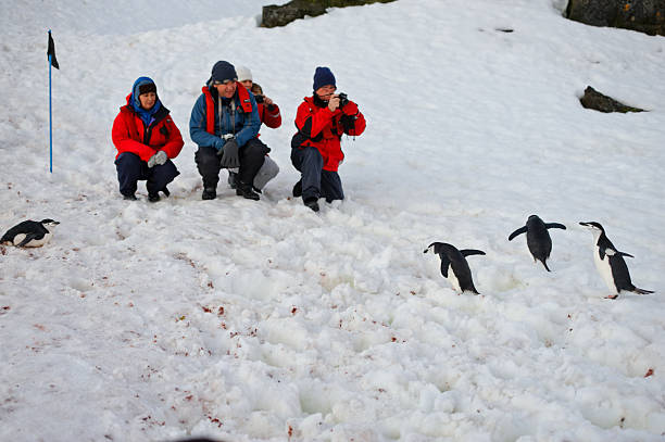menschen beobachten sie die pinguine in der antarktis - nature antarctica half moon island penguin stock-fotos und bilder
