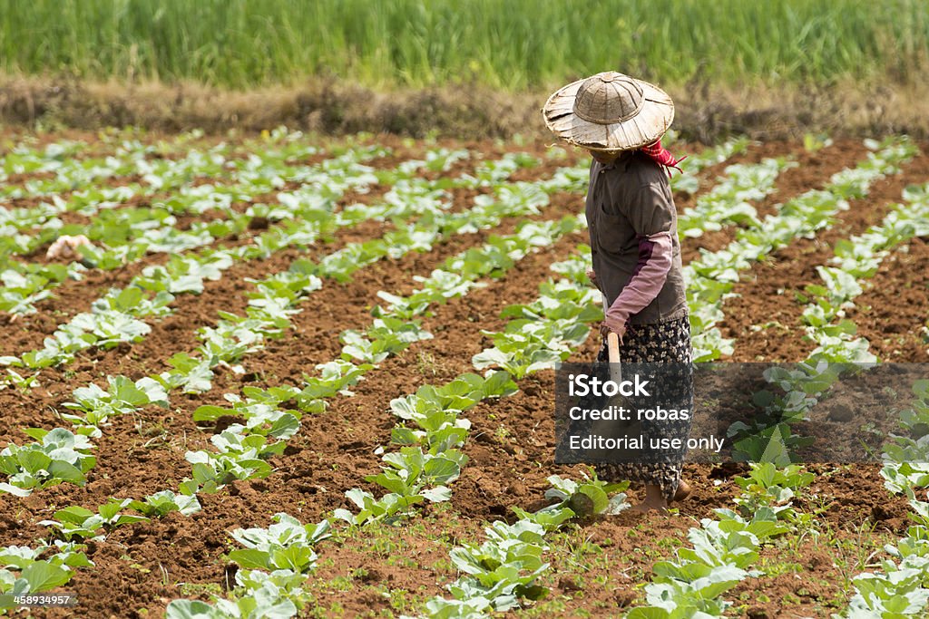 Burmese donna giardinaggio in un campo di Cavolo - Foto stock royalty-free di Adulto