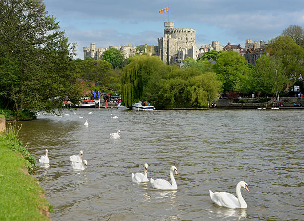 Royal Windsor Windsor, UK - May, 13th 2012: Swans swim on the River Thames near Windsor Castle (residence of The Queen). The Royal Standard flies over the ramparts thames river photos stock pictures, royalty-free photos & images