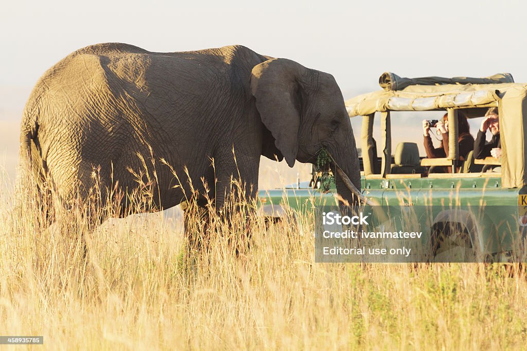 Safari de Masai Mara - Royalty-free Andar Foto de stock