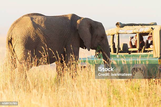 Safari De Masai Mara - Fotografias de stock e mais imagens de Andar - Andar, Animal, Animal de Safari