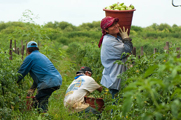 mujer hispana en el harvest - trabajador emigrante fotografías e imágenes de stock