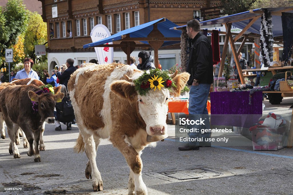 Simmental Cow 카메라를 퍼레이드 Aelplerfest 대한 - 로열티 프리 낮 스톡 사진