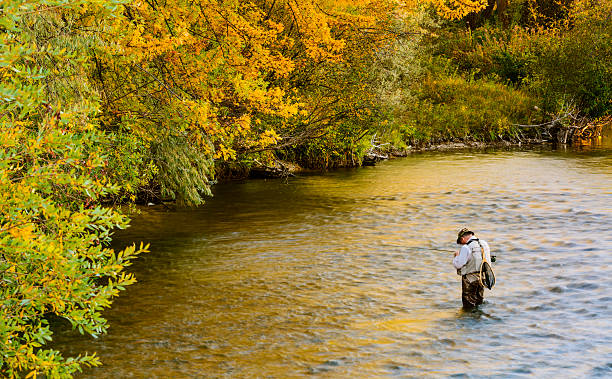 Fly fishing in Boise River "Boise, Idaho, USA October 13, 2012. A man fly fishing in Boise River on a fine autumn morning" boise river stock pictures, royalty-free photos & images