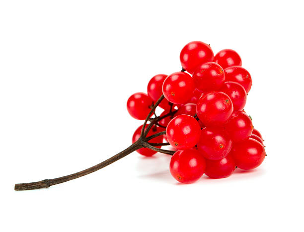 istock red berries of viburnum isolated on white 458942247