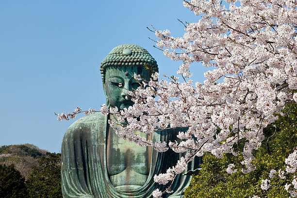 the great buddha - kamakura, japan "Kamakura, Japan - April 7, 2009: The famous great buddha is located in kamakura, japan. the statue is 13.35 meters tall and weights 121 tons." kamakura city photos stock pictures, royalty-free photos & images