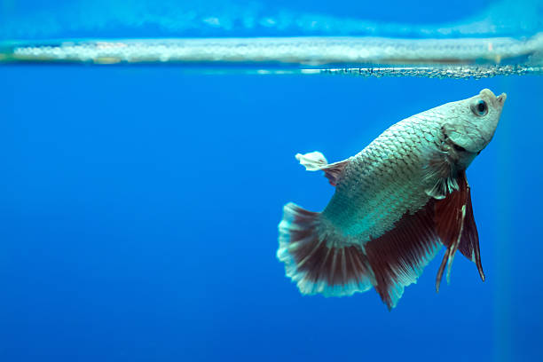 istock Siamese fighting fish in the aquarium. 458952963