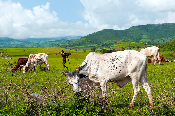 etiope uomo con bestiame in campo in prossimità di gondar - farm florida cattle travel locations foto e immagini stock