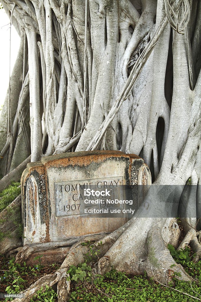 Gravestone at Woodlawn Cemetery "West Palm Beach, USA - April 8, 2012: The tombstone of Tommie Gray Carrol is being overgrown by a huge ficus tree at the Woodlawn Cemetery in downtown West Palm Beach. The old cemetery is owned by the city of West Palm Beach and is home to many of its early residents from the last century. Tommie Gray Carrol passed away at an early age, living only from 1907 to 1928." Tombstone Stock Photo