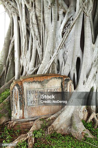 Gravestone At Woodlawn Cemetery Stock Photo - Download Image Now - Tombstone, 1907, 1928