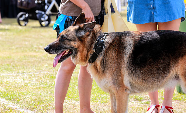 alemán sheppard en pet expo - german sheppard fotografías e imágenes de stock