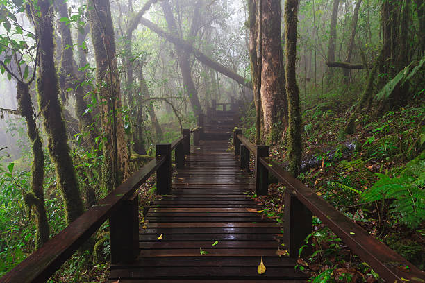 istock Wood footpath in tropical rain forest. 458964185