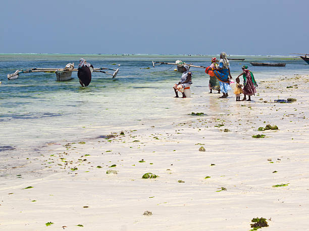 на nungwi - africa agriculture zanzibar industry стоковые фото и изображения