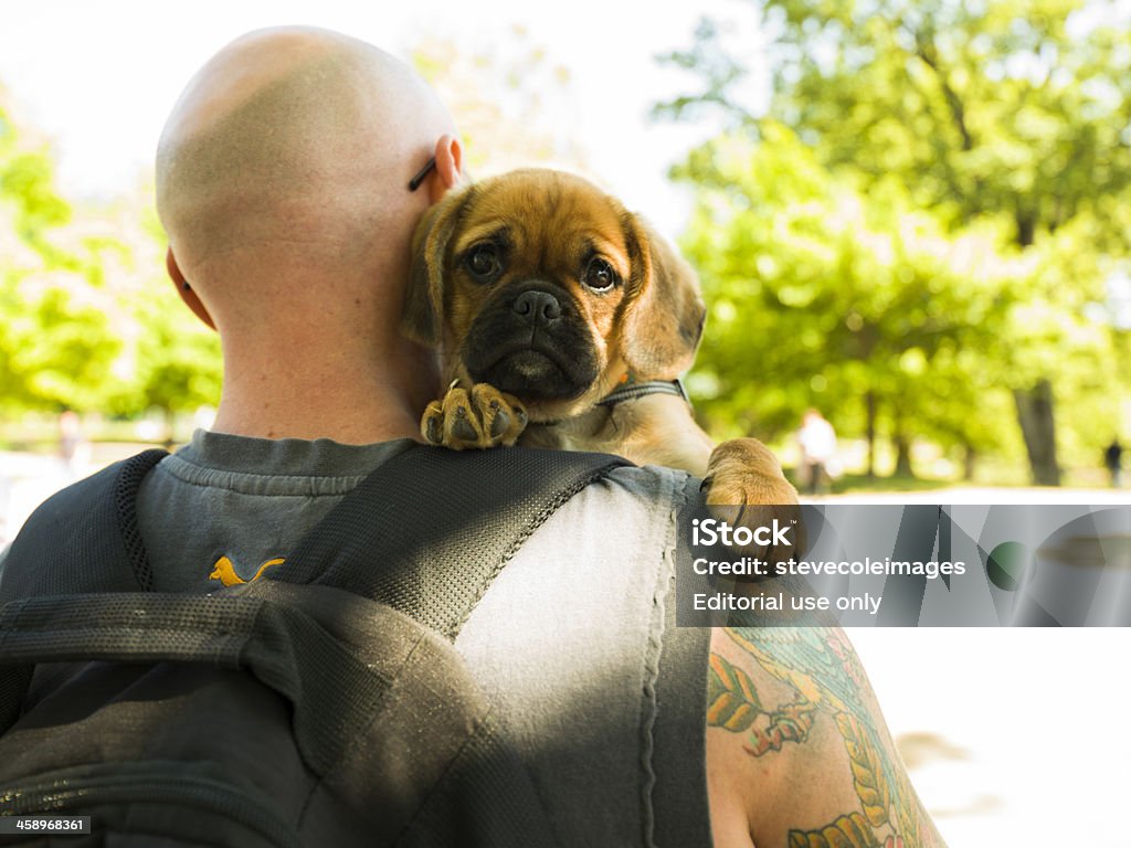 Homem com o cachorrinho - Royalty-free Cachorrinho Foto de stock