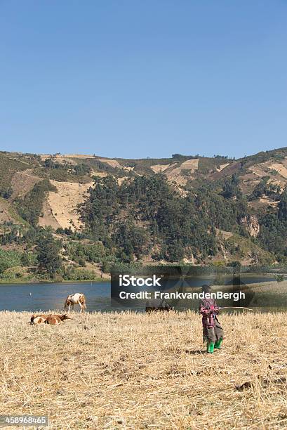 若い女の子の遊牧がある牛 - アジアノロバのストックフォトや画像を多数ご用意 - アジアノロバ, アフリカ, アフリカの角