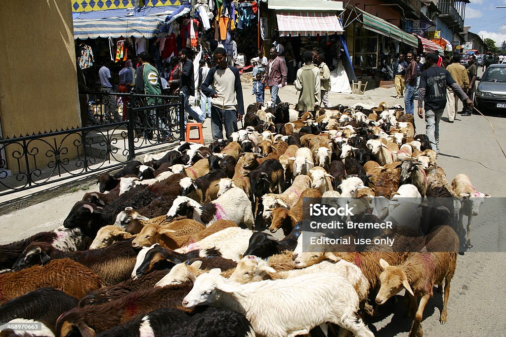 Cabras na rua em Adis Abeba - Royalty-free Adis Abeba Foto de stock