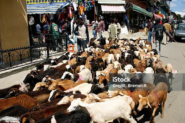 Cabras Na Rua Em Adis Abeba - Fotografias de stock e mais imagens de Adis Abeba - Adis Abeba, Adulto, Animal