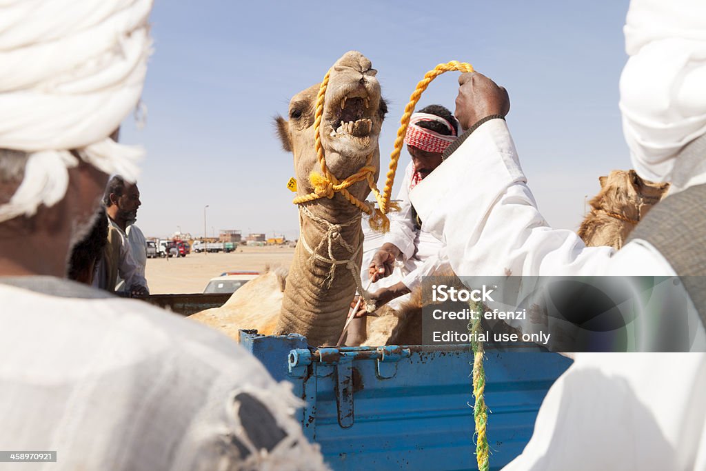 Comerciantes no mercado de Camelos - Royalty-free Arábia Foto de stock